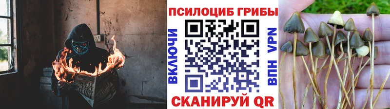 Псилоцибиновые грибы Psilocybine cubensis  Мезень 